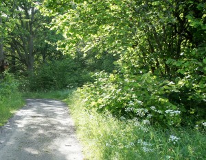 Ängsö camping på väg mot badet och båtbryggan