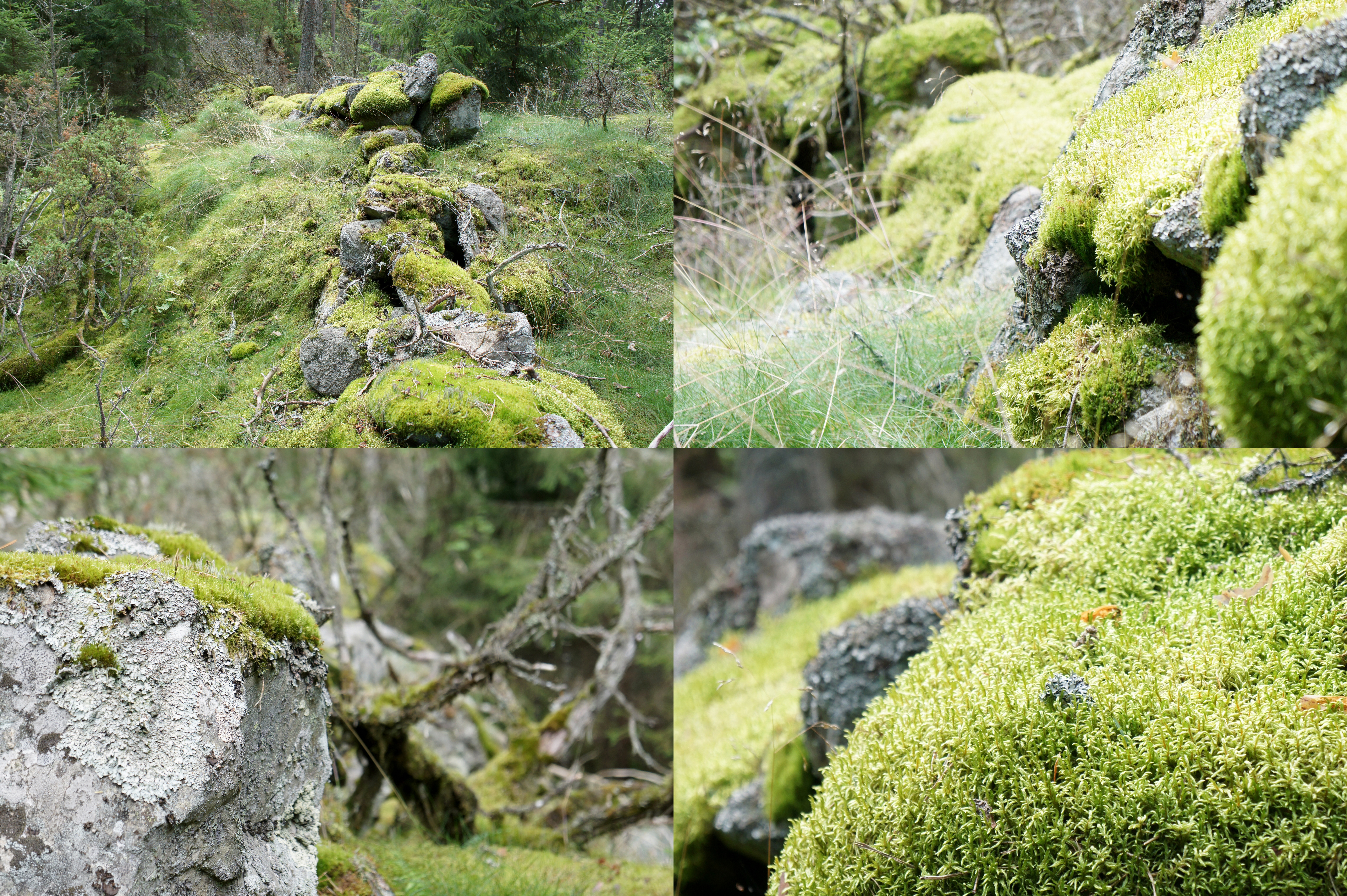 Vacker stenmur mitt i skogen