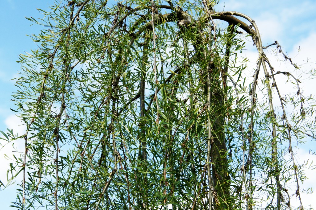 Sibirisk ärtbuske, som inte har det minsta med inlägget att göra