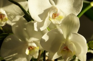 Orkidé i vackert vårljus