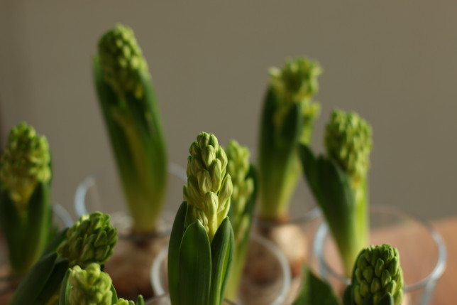 IMG_9549 hyacint