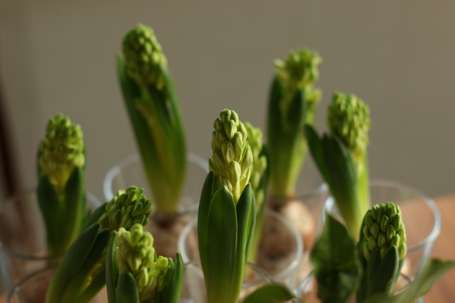 IMG_9550 hyacint