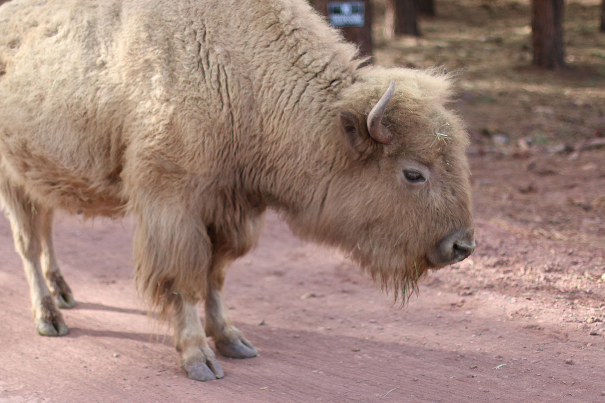IMG_1850 bearizona bison x