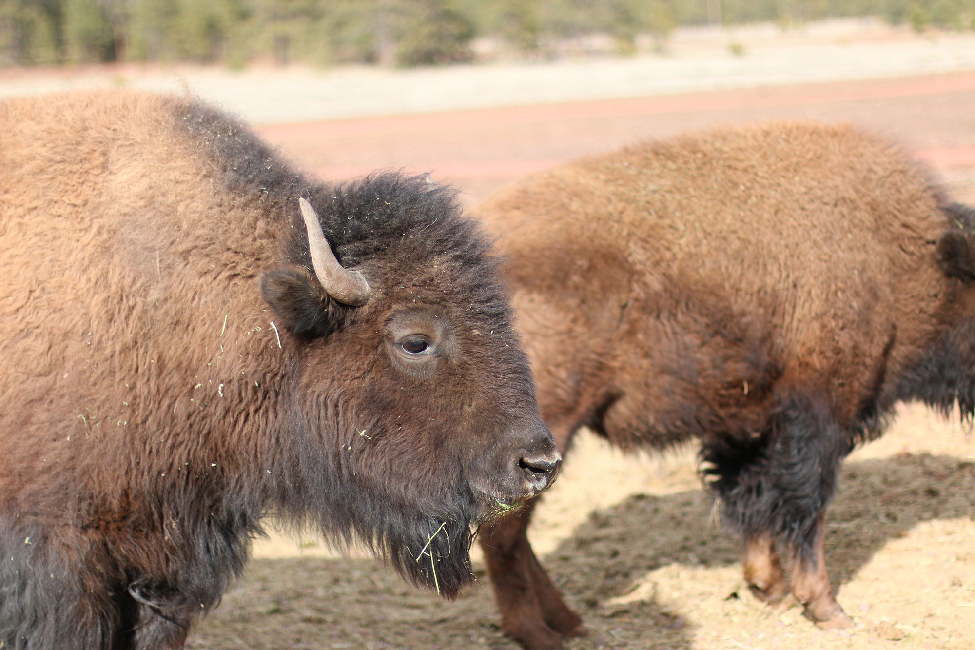 IMG_1861 bearizona bison x