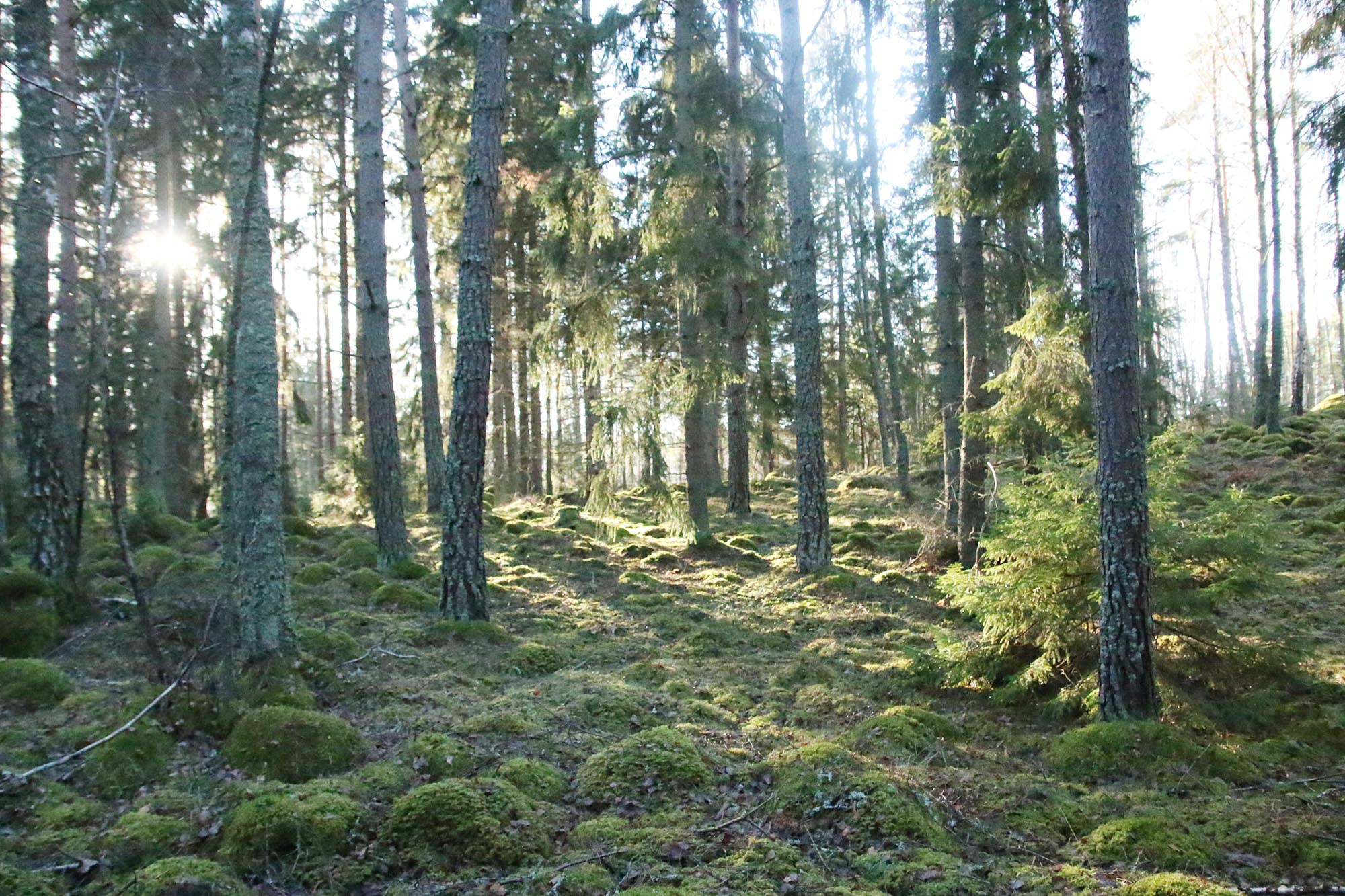 A sunny trail winding through pine trees and coastal cliffs in Härjerö Nature Reserve, Sweden