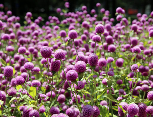 Vackra blommor i Botaniska trädgården i Montreal