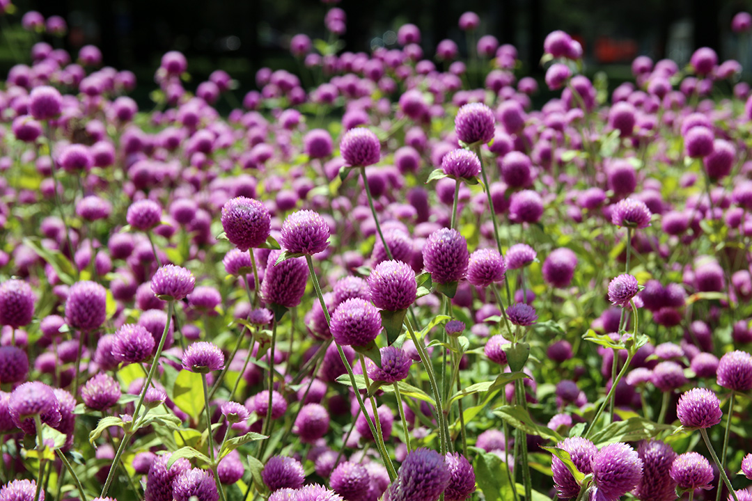 Vackra blommor i Botaniska trädgården i Montreal
