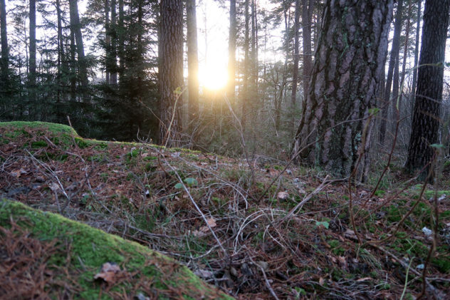 Glöggfika i skogen med en kämpande sol