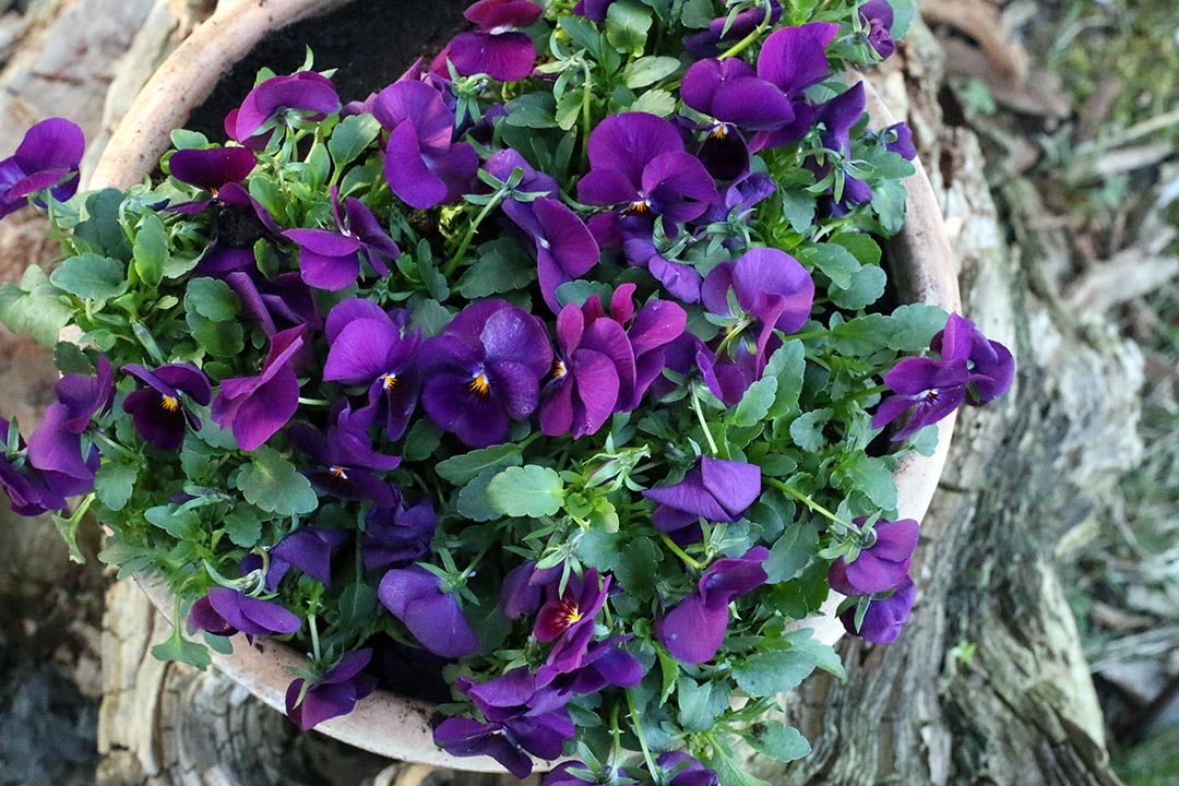 Vackra violer vid entrén.