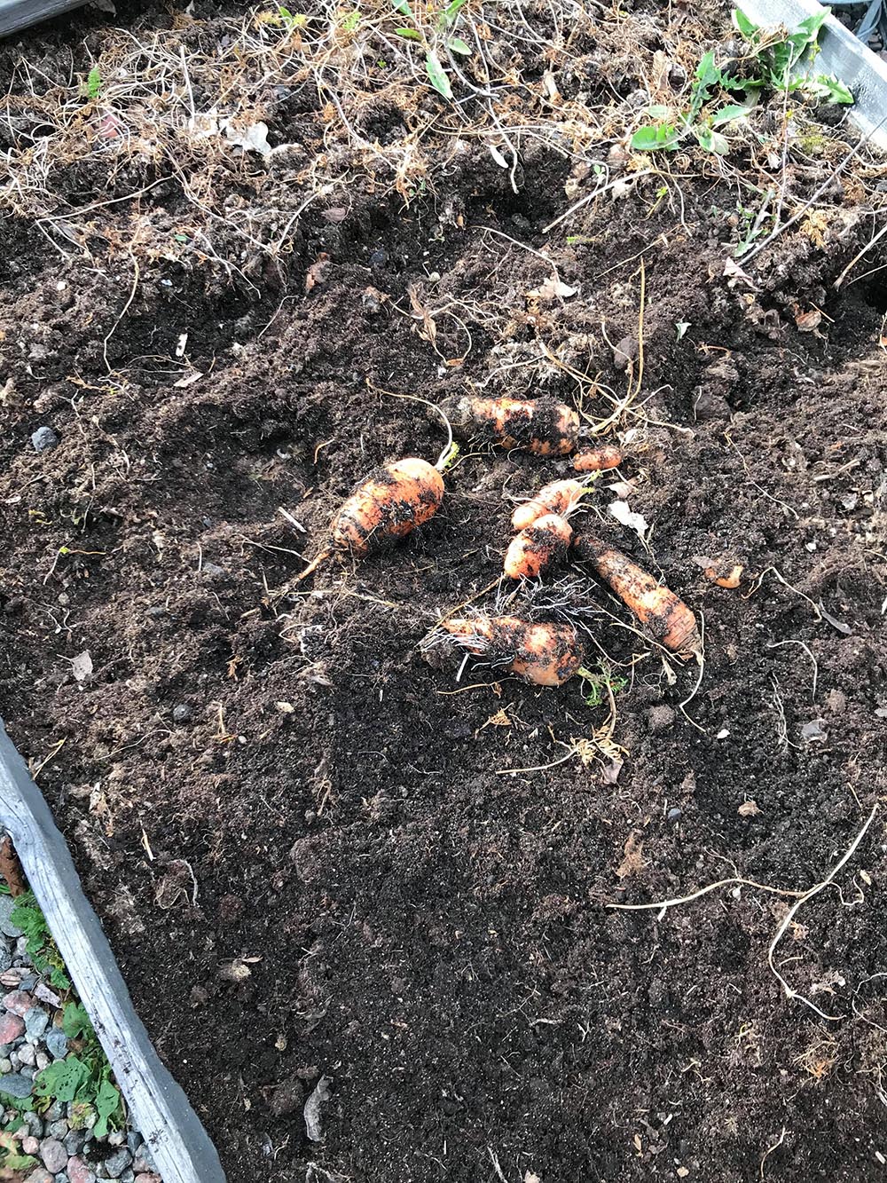Rensat gamla morötter ur pallkragarna