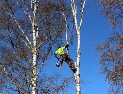Bra trädfällare tänker på säkerheten