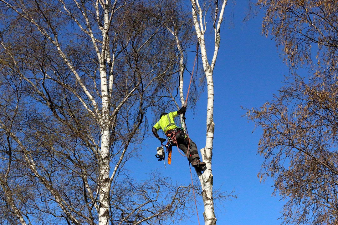 Bra trädfällare tänker på säkerheten