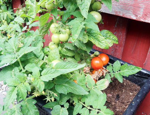 Undrar hur mycket tomaterna mognar medan vi besöker Värmland!