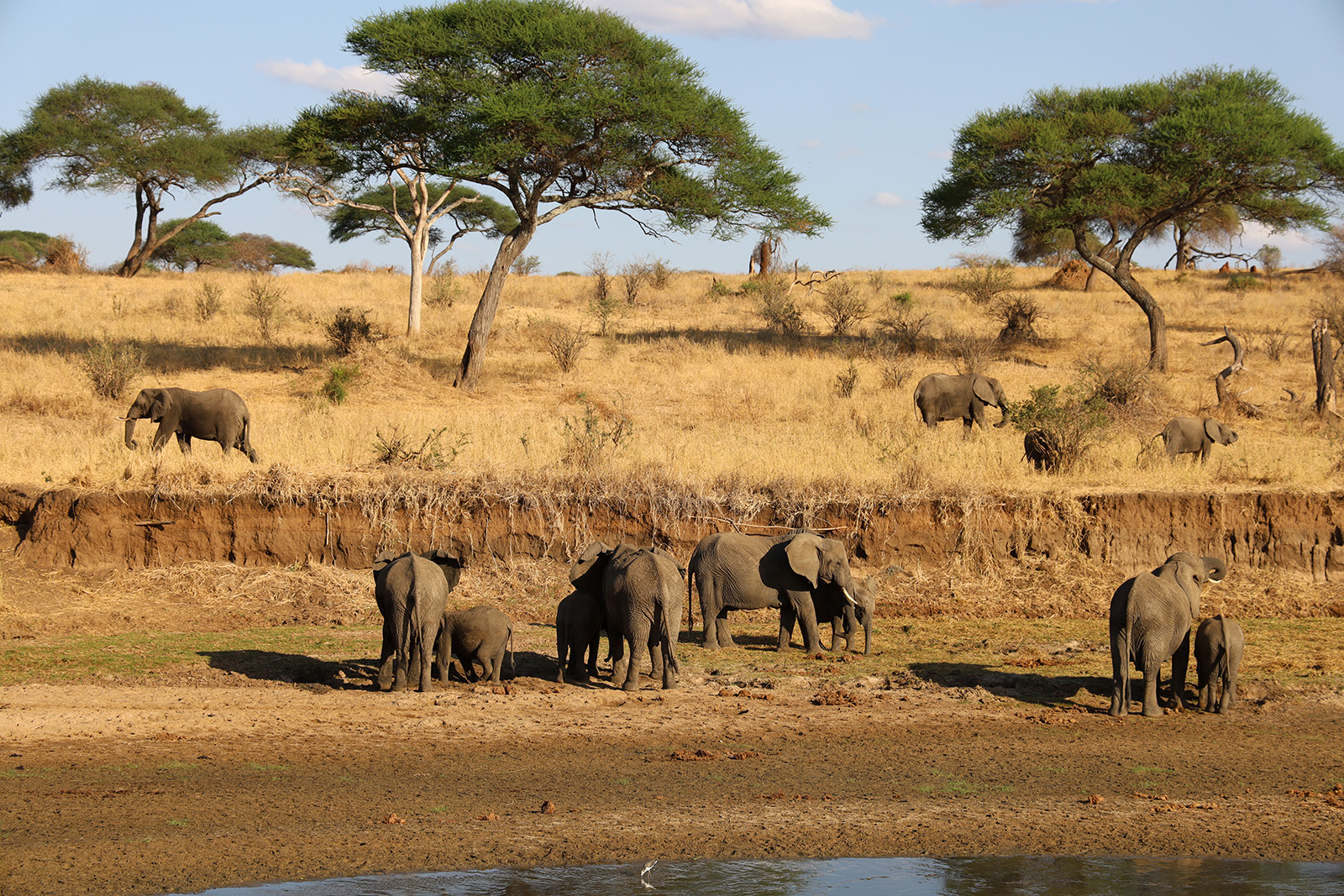 elefanter på safari