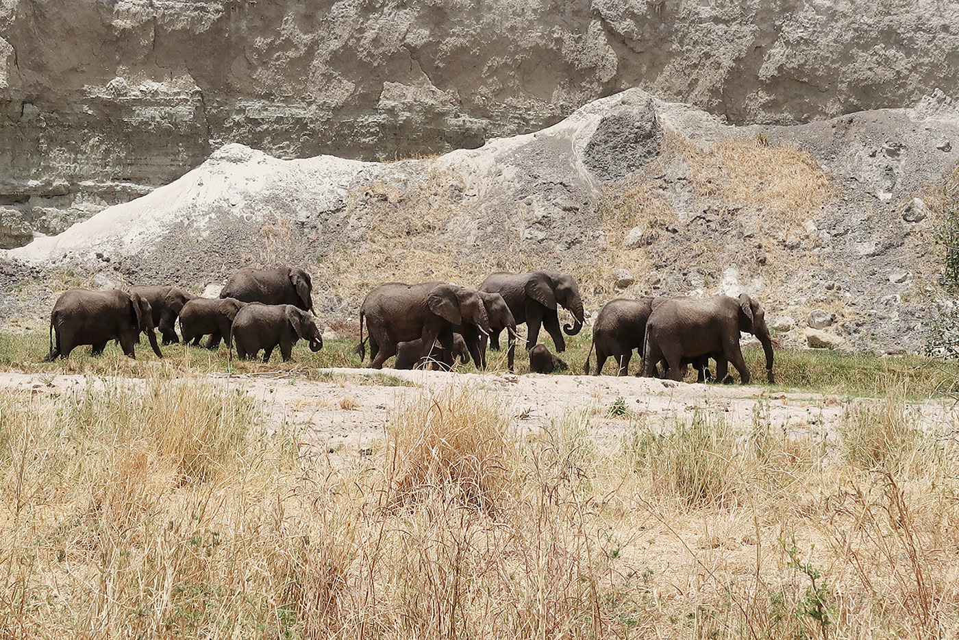 elefanter på safari