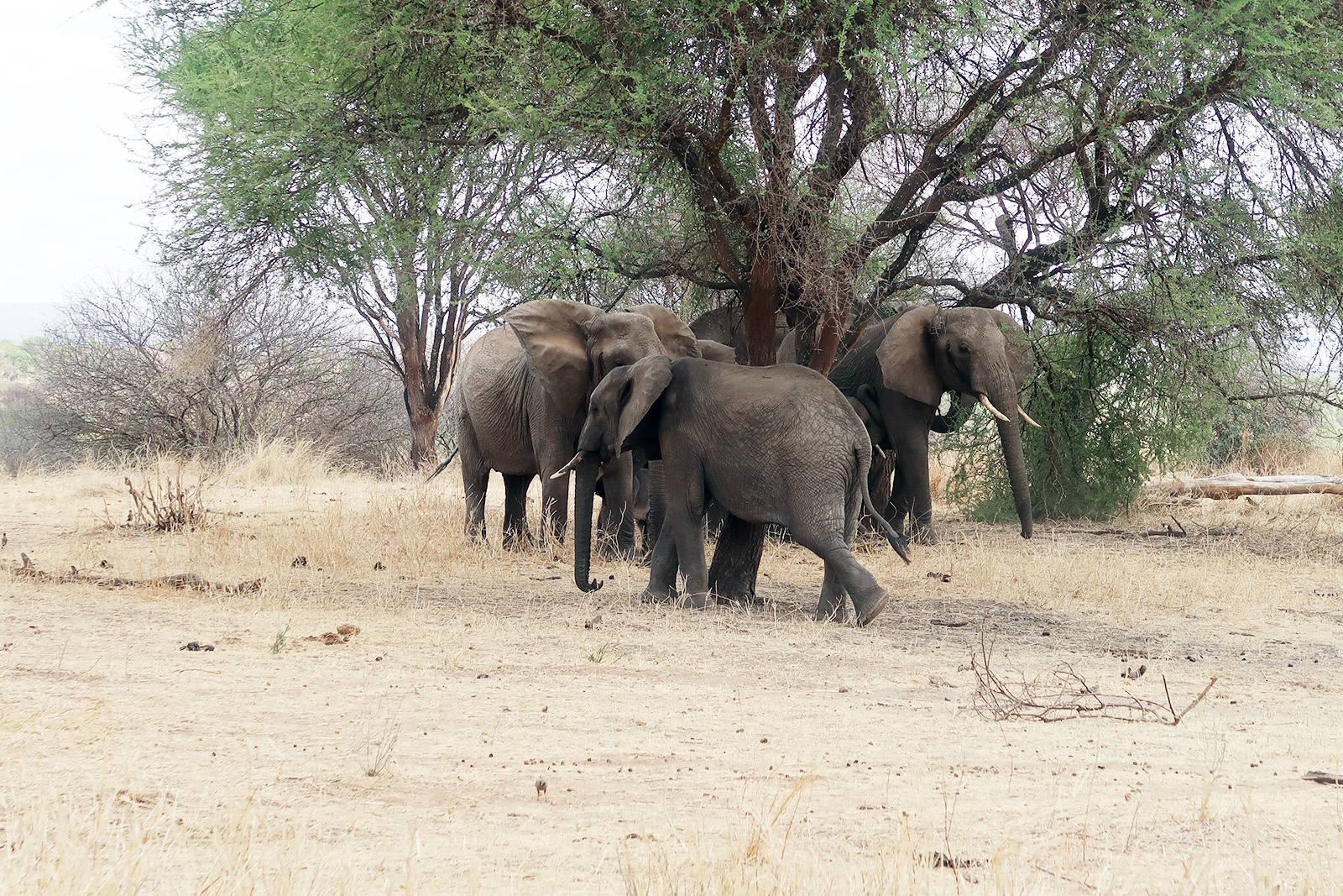Elefanter på safari