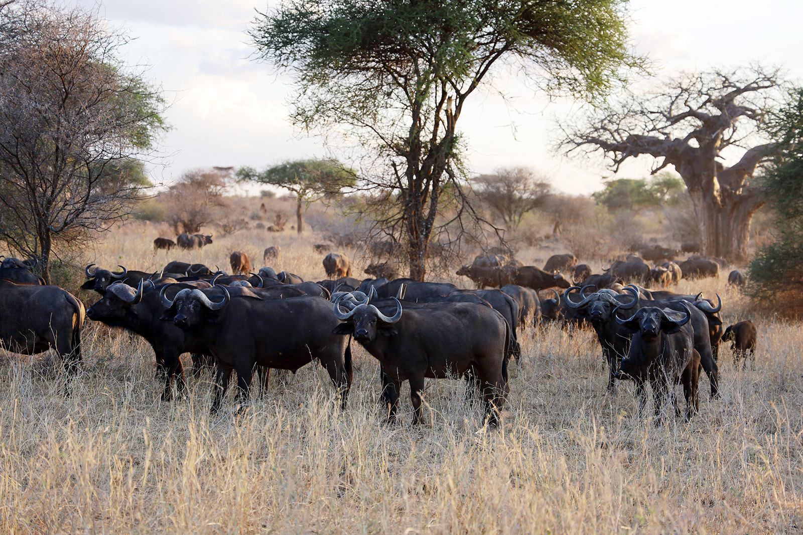 Afrikansk buffel på safari