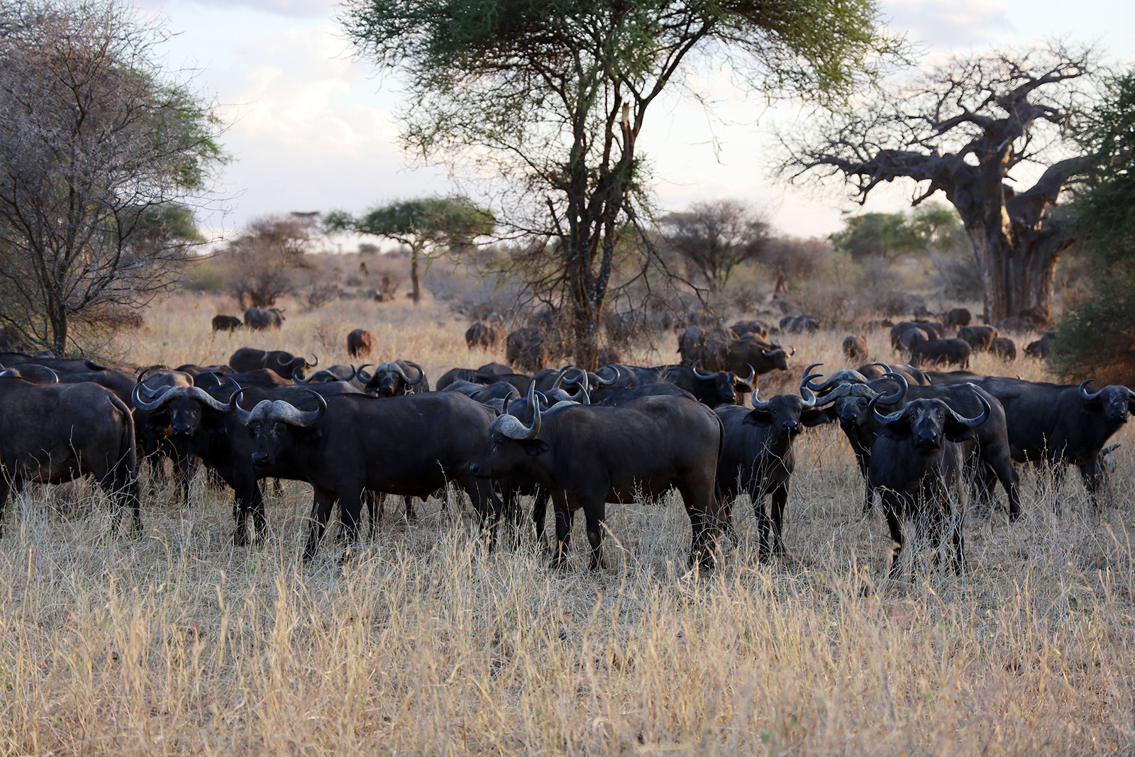 Afrikansk buffel på safari