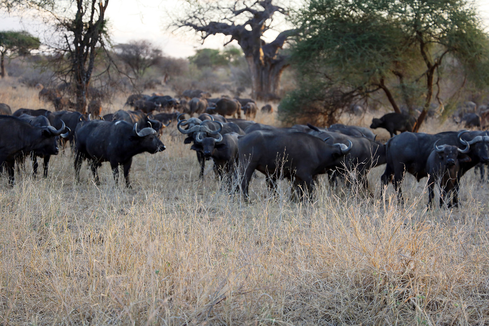 Afrikansk buffel på safari är inget att leka med!