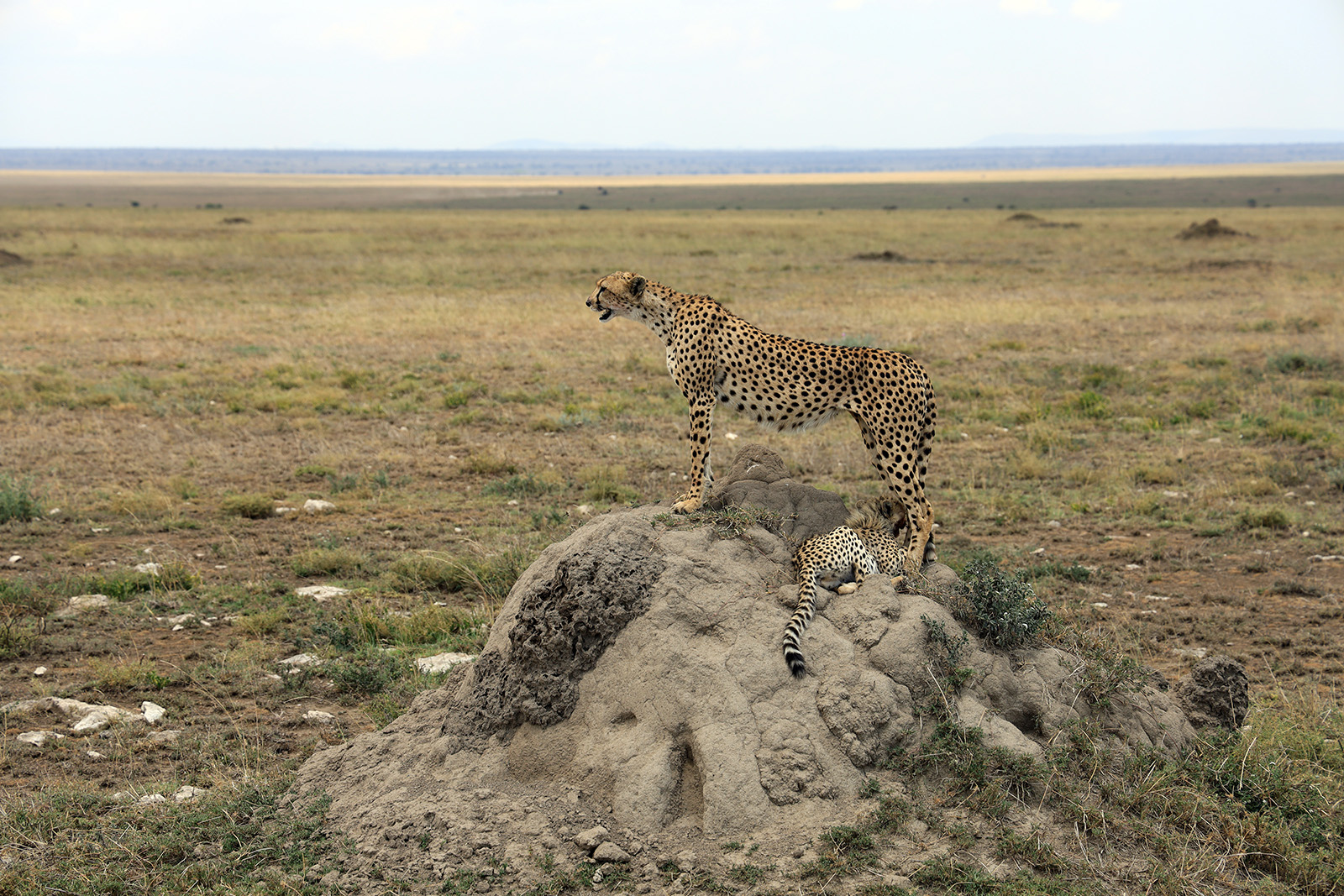 Leopard och gepard - vad är skillnaden
