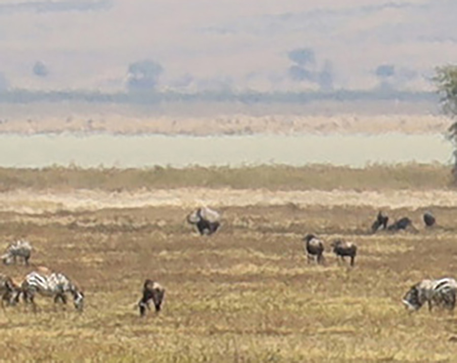 Noshörning i Ngorongorokratern