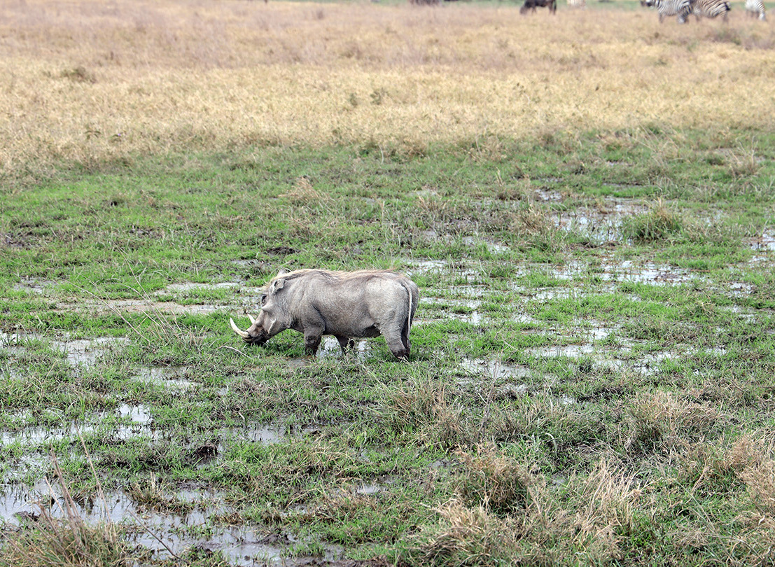 Vårtsvin i Ngorongorokratern