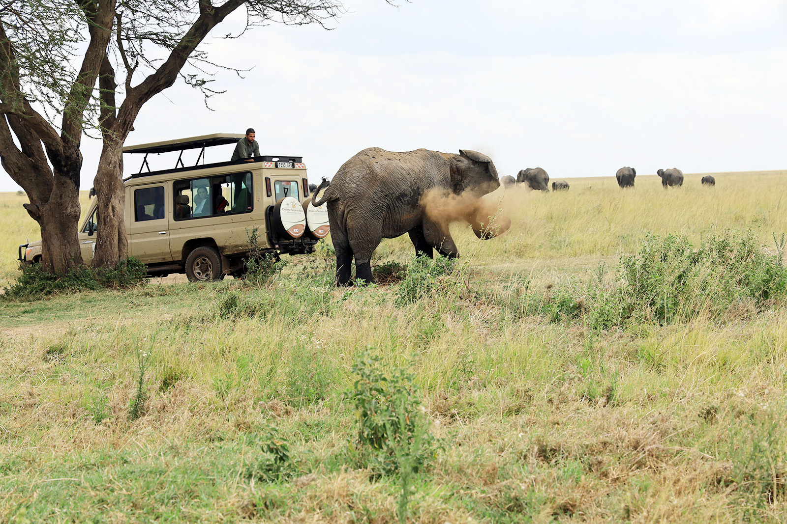 tips inför safari i Tanzania