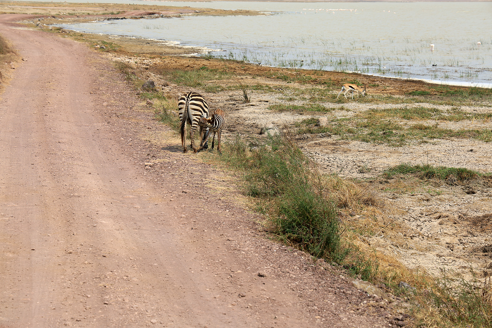 zebror på safariresa - diande zebraföl