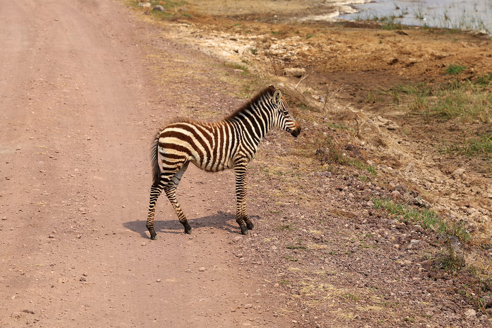 zebror på safariresa