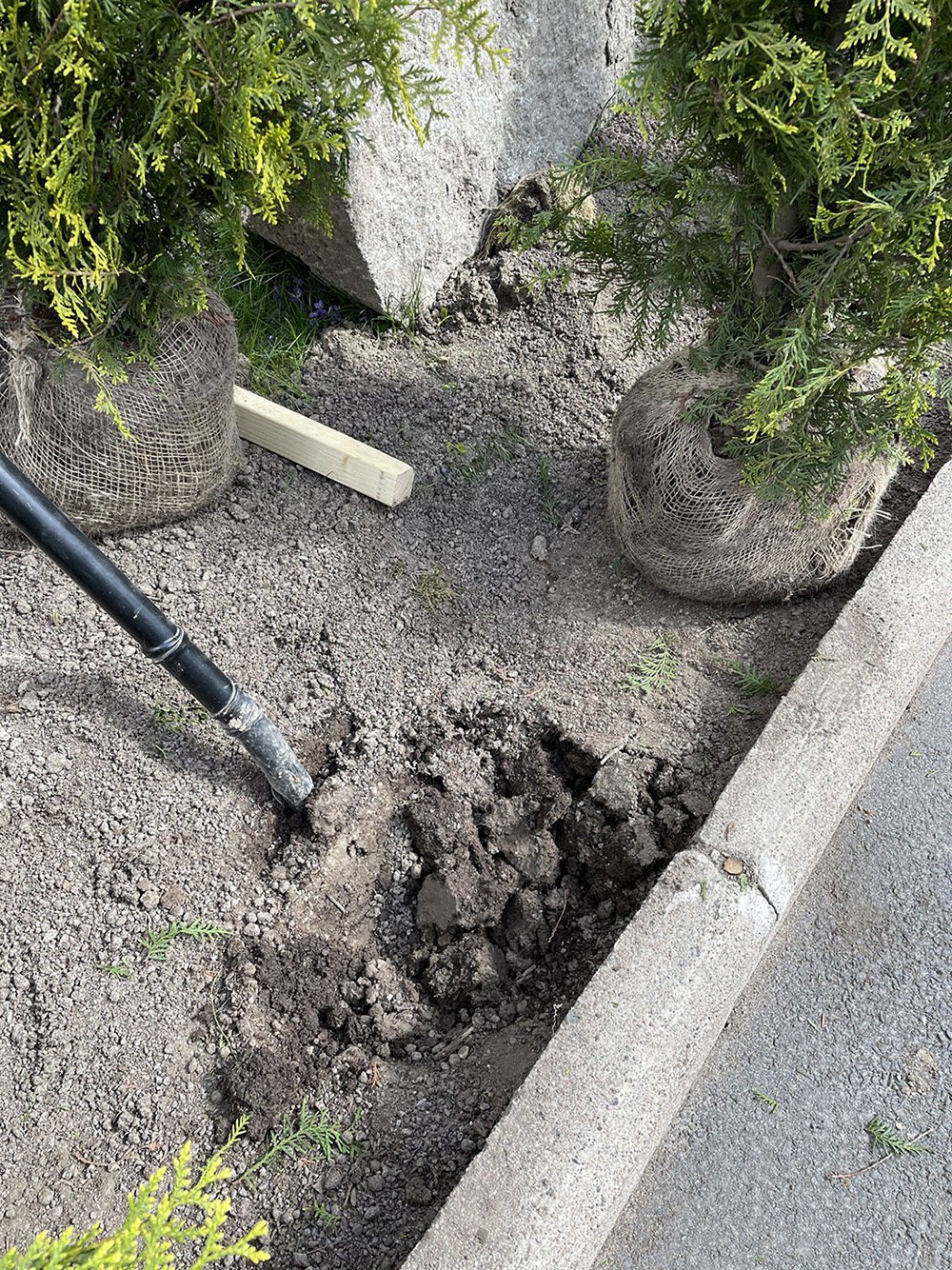 beskära thujahäcken