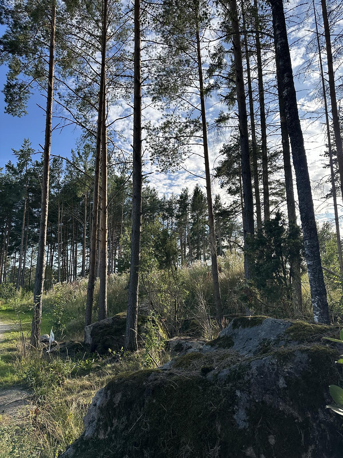 skön PW i kvällssolen