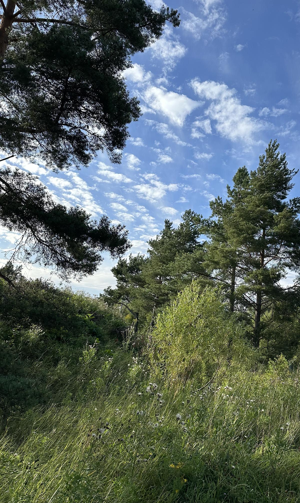 skön PW i kvällssolen