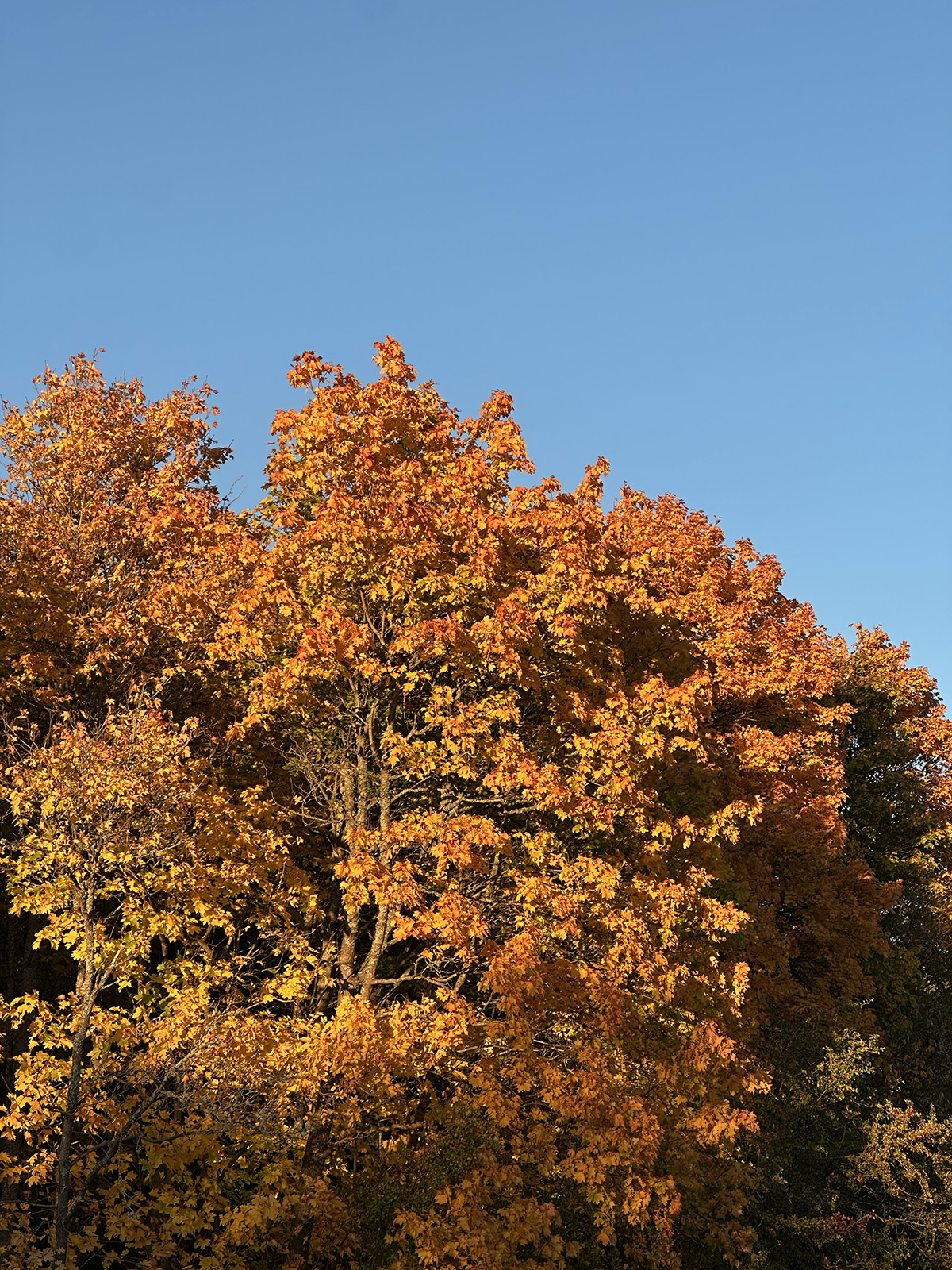 vacker höstpromenad
