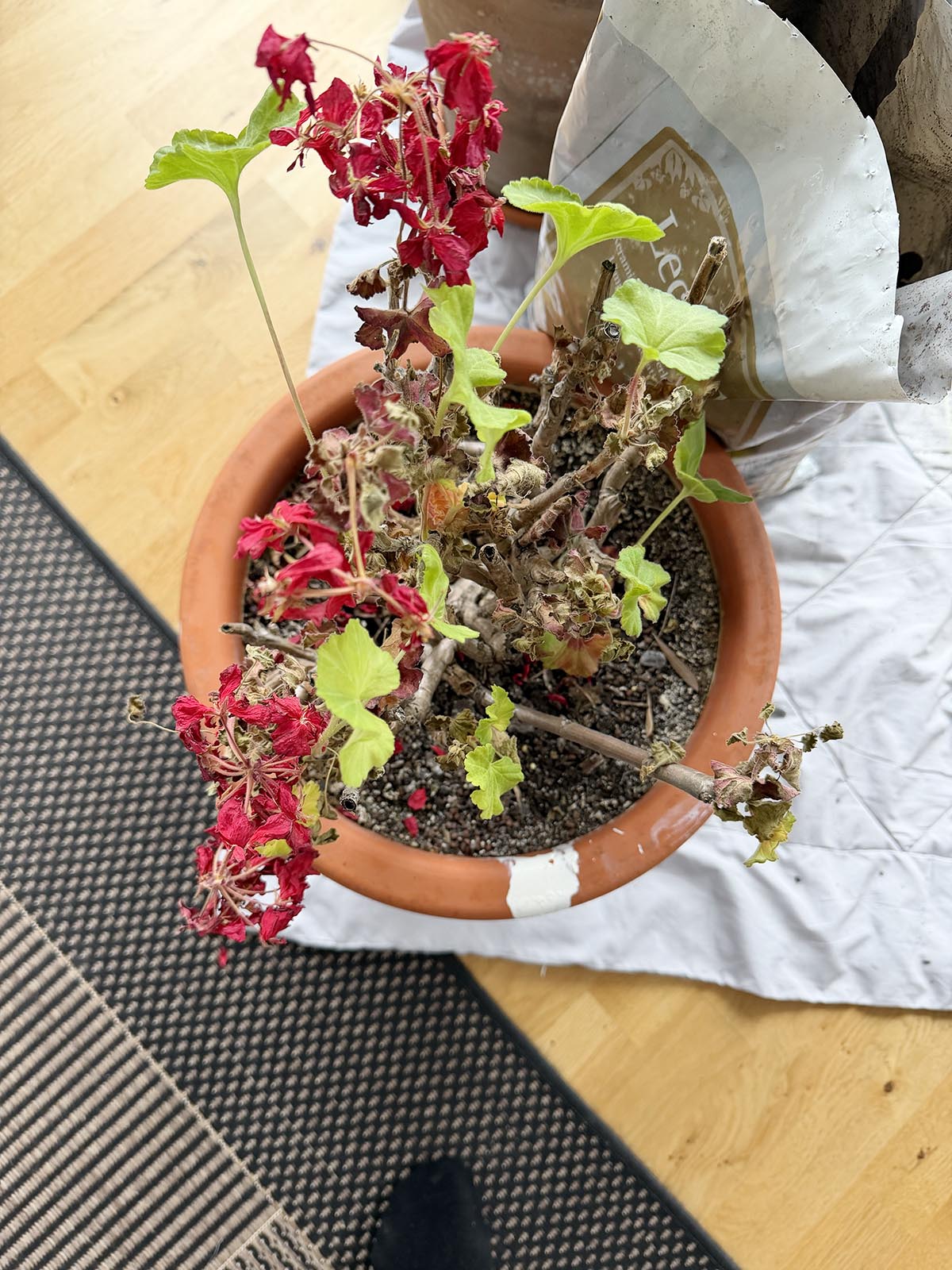 omplantering av pelargoner