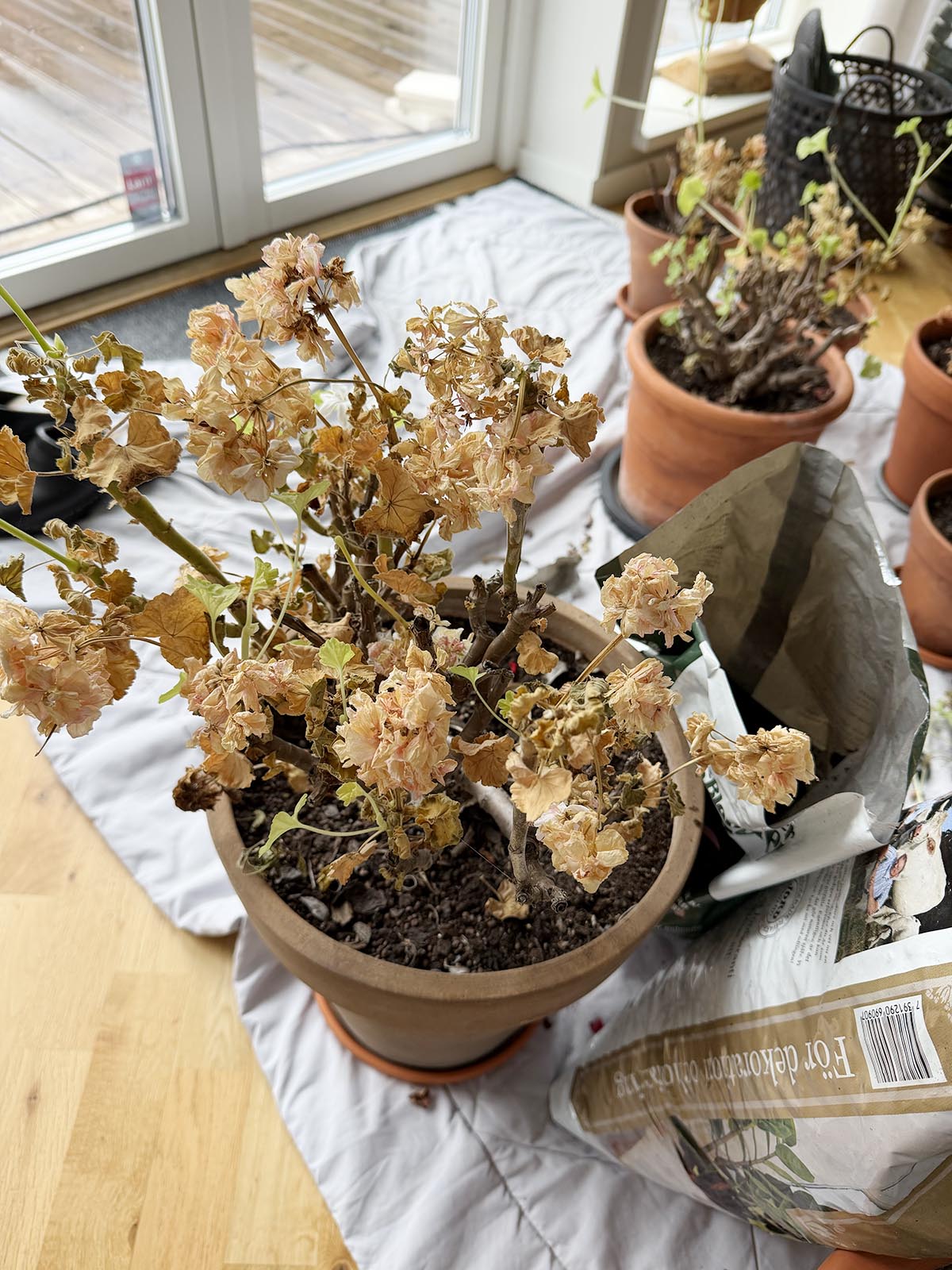 omplantering av pelargoner