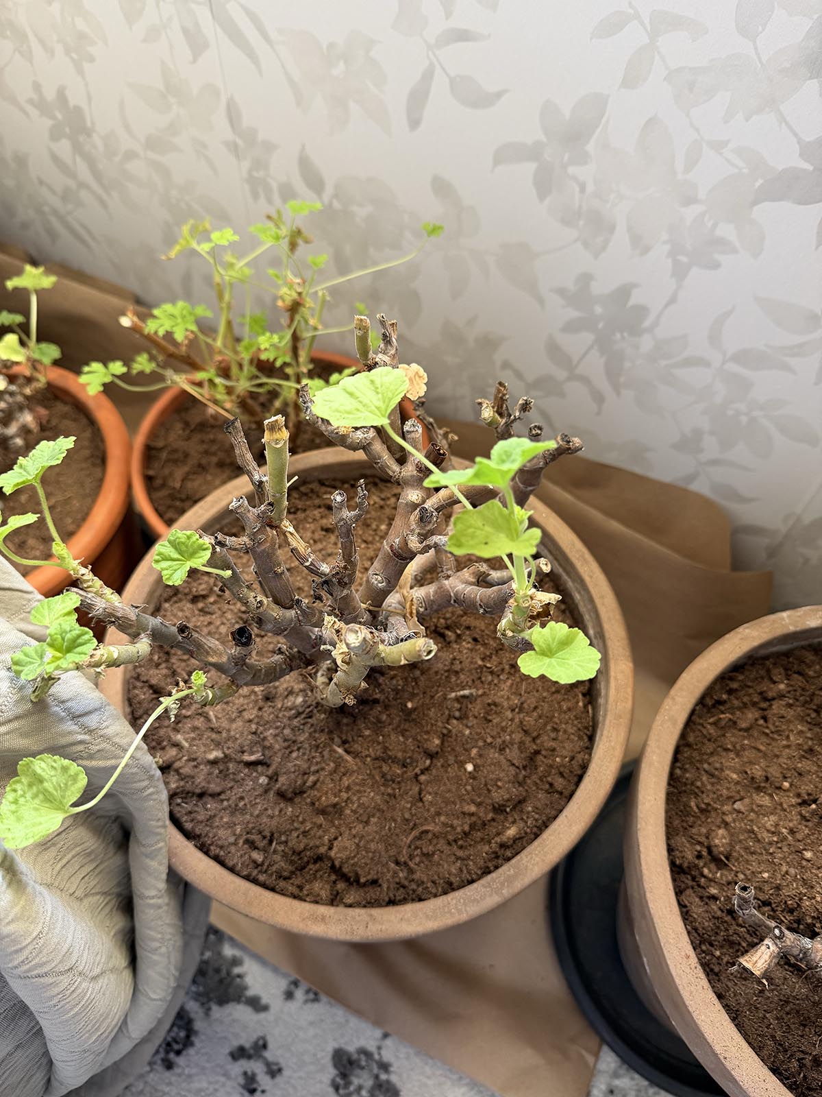 omplantering av pelargoner