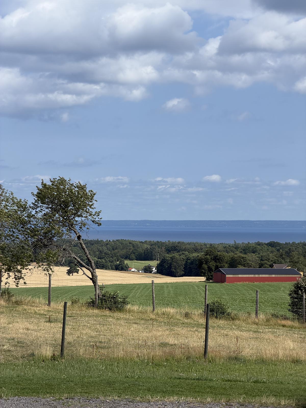 bisonfarm i Västergötland