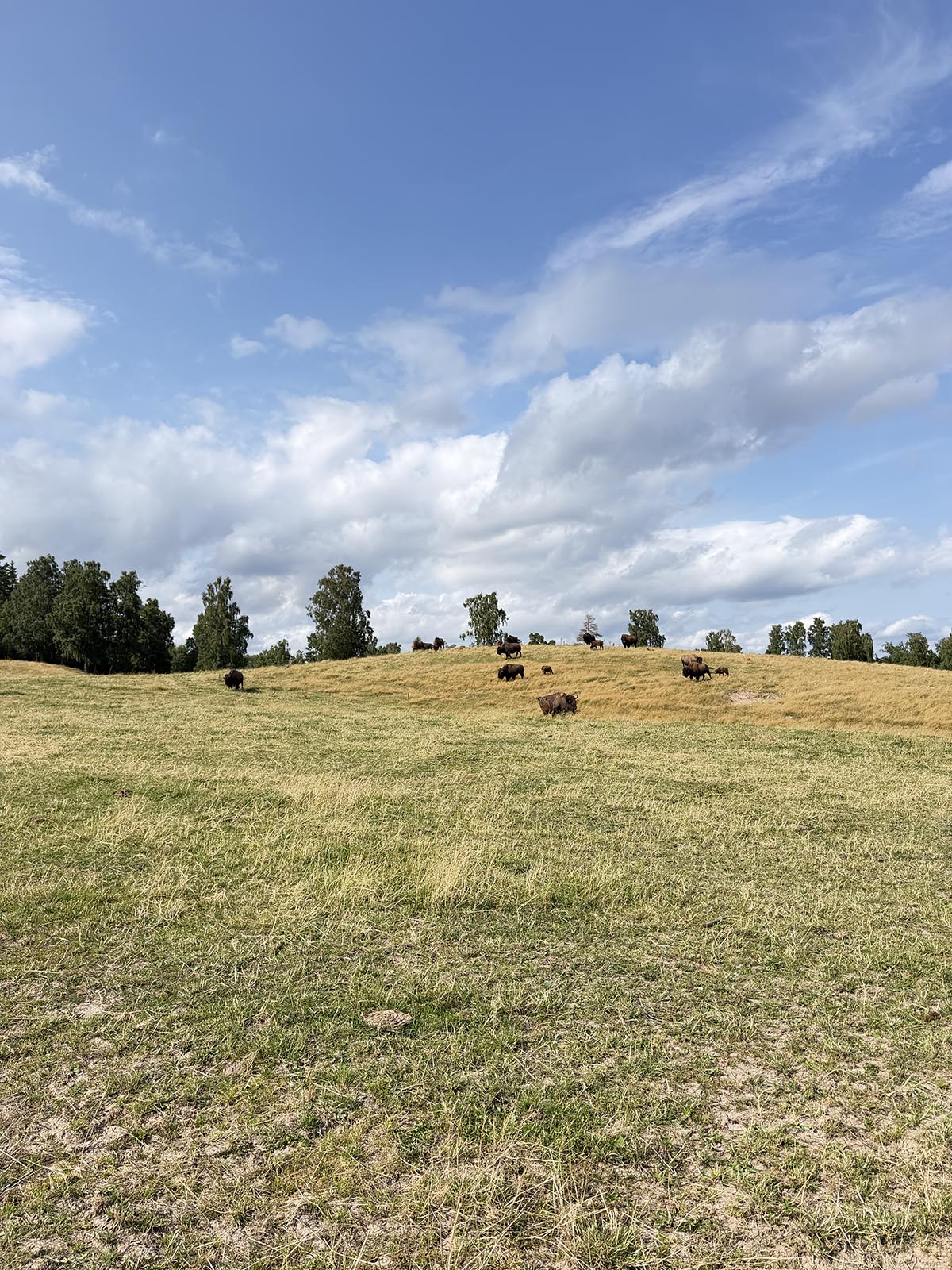 bisonfarm i Västergötland