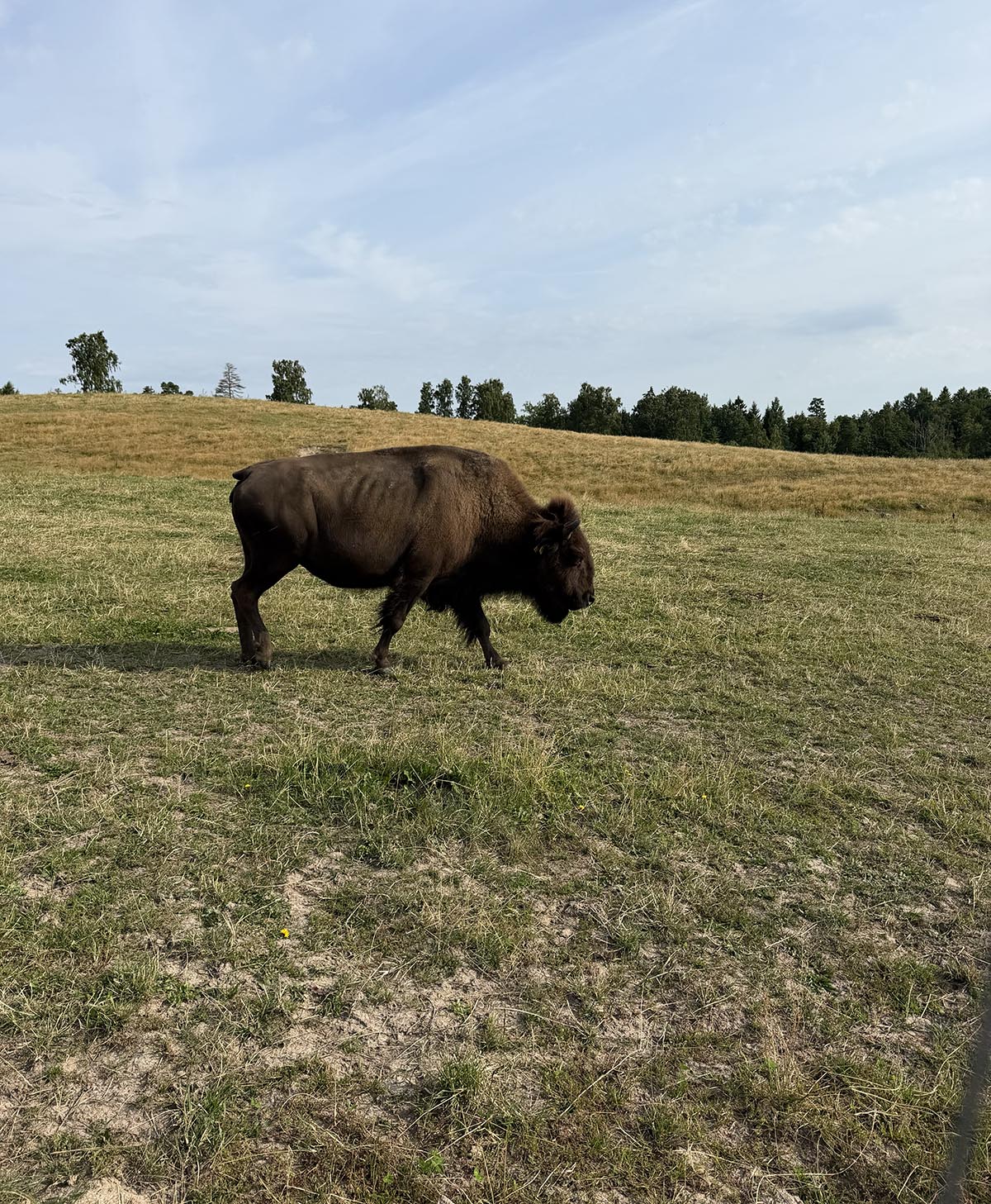 bisonfarm i Västergötland