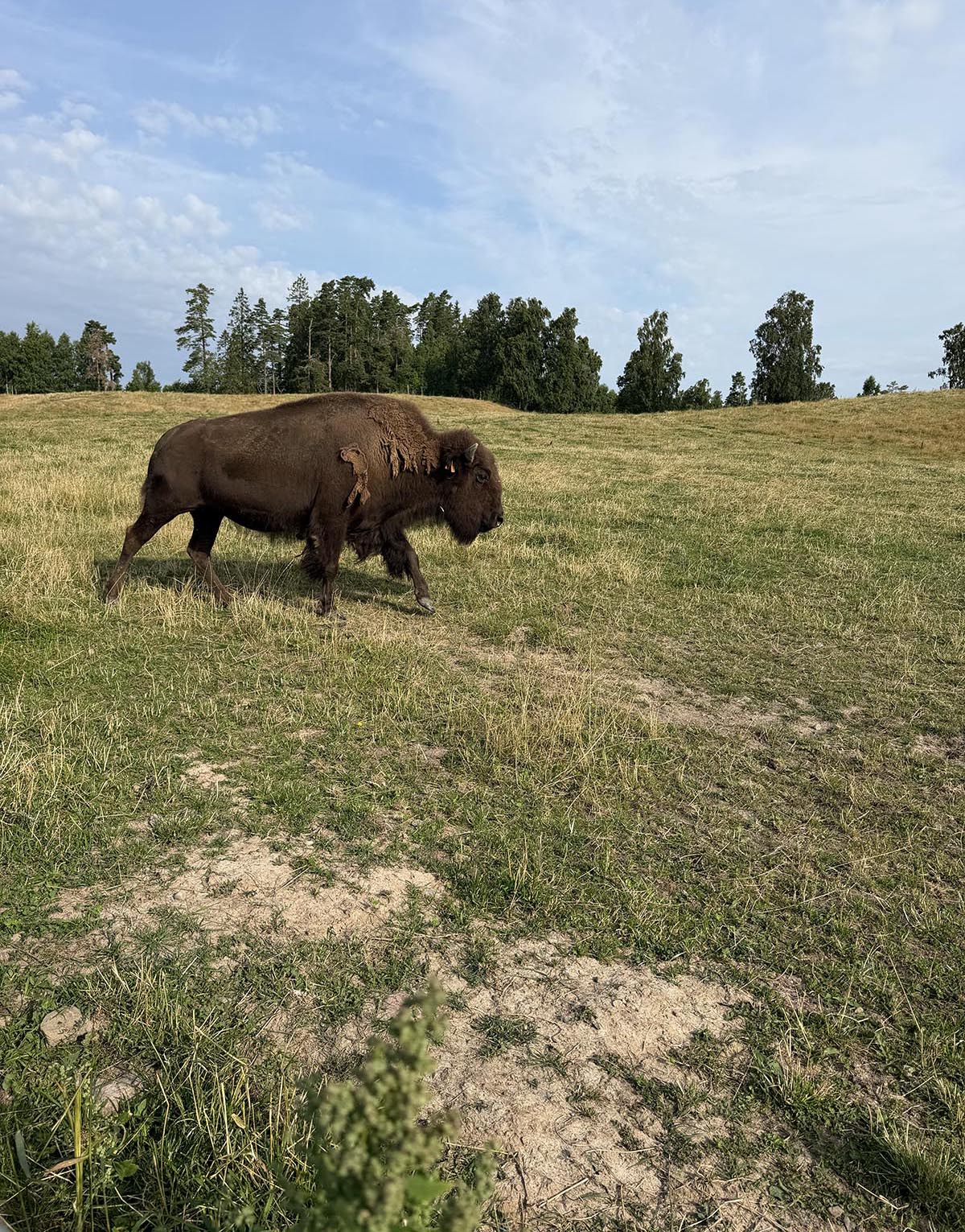 bisonfarm i Västergötland